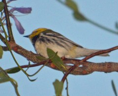 Setophaga townsendi × occidentalis