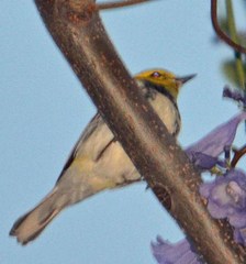 Setophaga townsendi × occidentalis