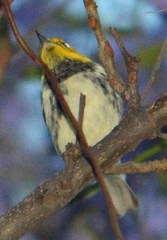 Setophaga townsendi × occidentalis