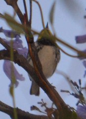 Setophaga townsendi × occidentalis