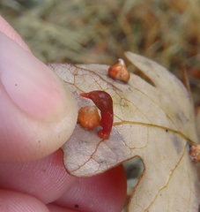 Atrusca clavuloides