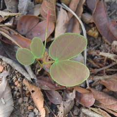 Bauhinia × blakeana
