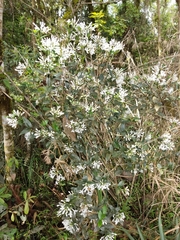 Angiospermae