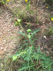 Tetragonotheca texana