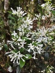 Angiospermae