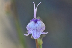 Linaria corifolia