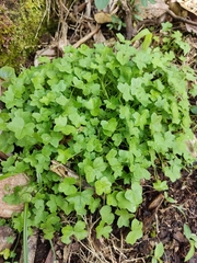 Angiospermae