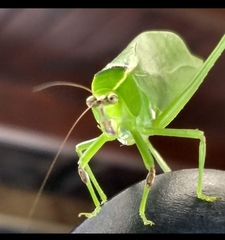 Stilpnochlora nanna