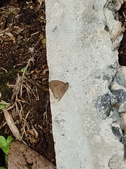Lepidoptera