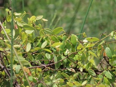 Synaptolepis oliveriana