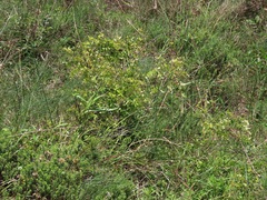 Synaptolepis oliveriana