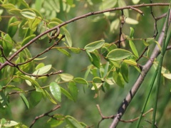 Synaptolepis oliveriana