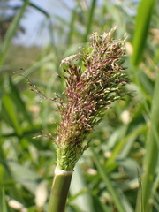 Poaceae