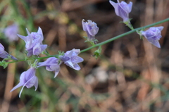 Linaria corifolia