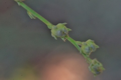 Linaria corifolia