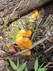 Fungi