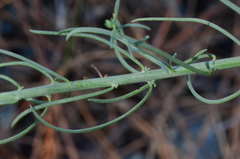 Linaria corifolia
