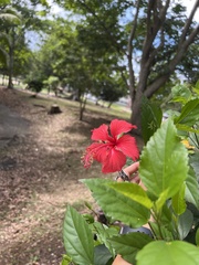 Hibiscus × archeri