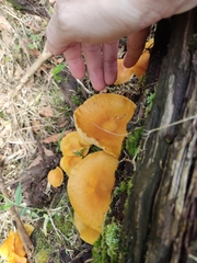 Fungi