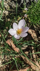 Crocus thomasii