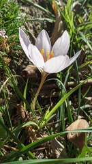 Crocus thomasii