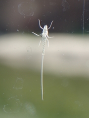Ephemeroptera