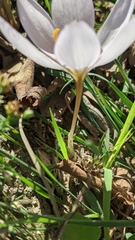 Crocus thomasii