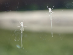 Ephemeroptera