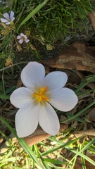 Crocus thomasii
