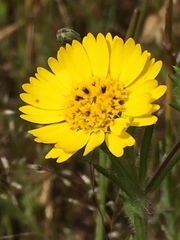 Deinandra corymbosa