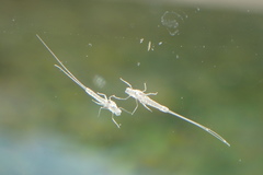Ephemeroptera