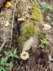 Fungi