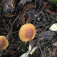 Gymnopilus picreus