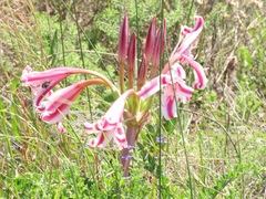 Crinum stuhlmannii delagoense
