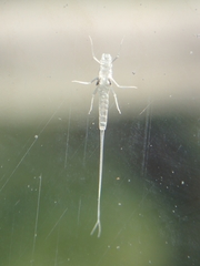 Ephemeroptera