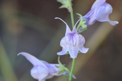 Linaria corifolia