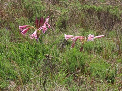 Crinum stuhlmannii delagoense