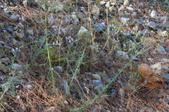 Linaria corifolia