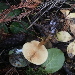 Gymnopilus picreus