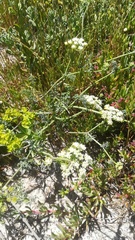 Capnophyllum africanum