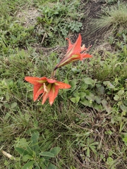 Hippeastrum glaucescens