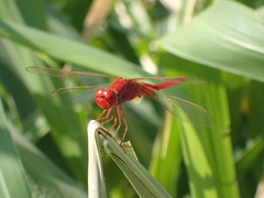 Crocothemis erythraea