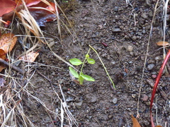 Rhinotropis californica