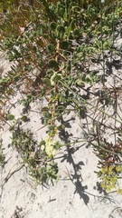 Capnophyllum africanum