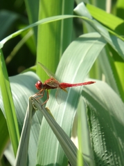 Crocothemis erythraea