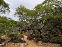 Albizia amara sericocephala