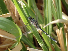 Orthetrum sabina