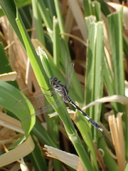 Orthetrum sabina