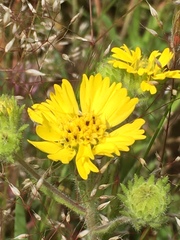 Deinandra corymbosa