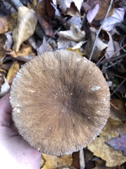 Lactifluus gerardii